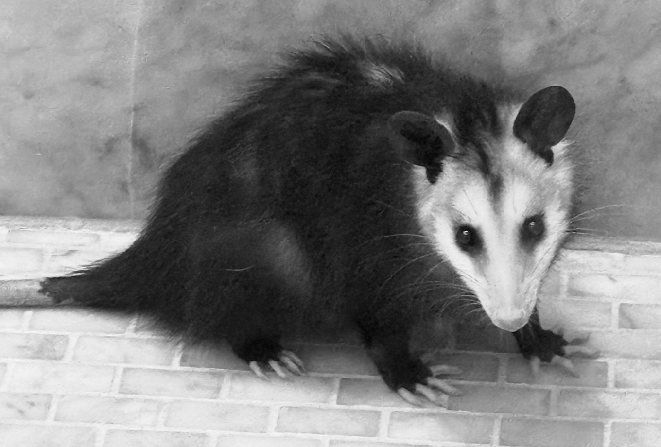 Drake — actual photo